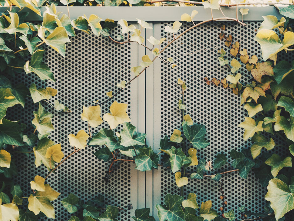 MECK_Lochblech-Rankwand_daniel-von-appen-262815-unsplash_940x705 MECK_Lochblech-Rankwand_daniel-von-appen-262815-unsplash_940x705